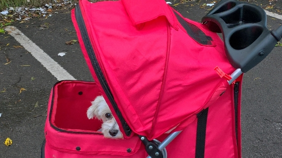 How to choose the right dog stroller for your dog
