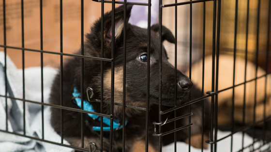 how to choose a dog crate for your pup