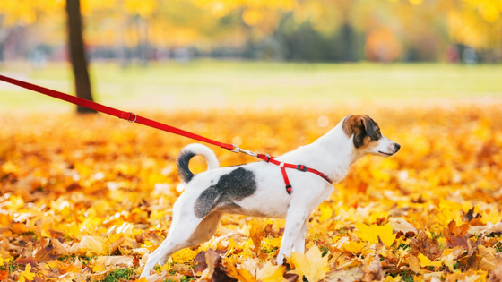 How to teach a dog to walk on a leash