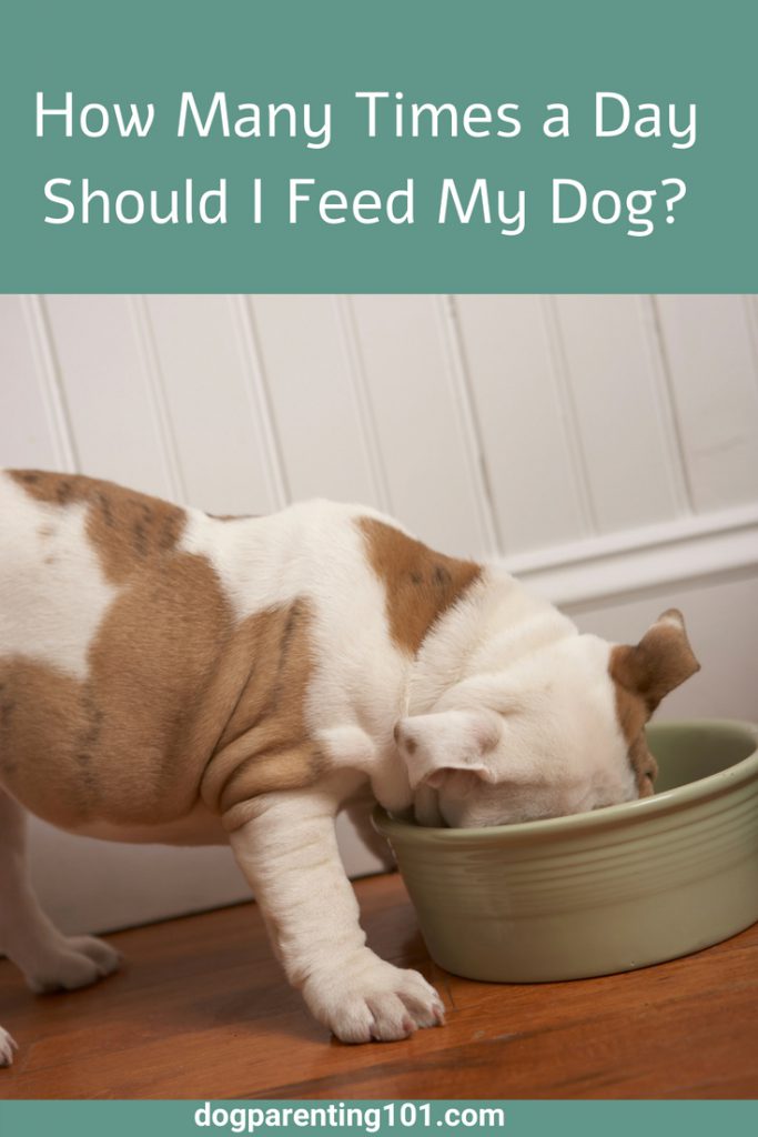 How Many Times a Day Should I Feed my Dog