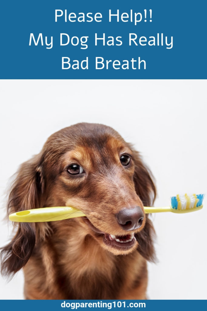 Please Help My Dog Has Really Bad Breath