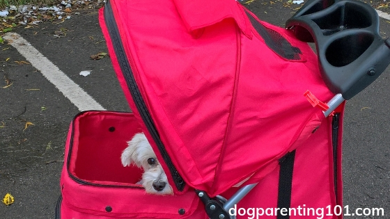 How to choose the best pet stroller for your dog