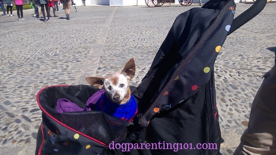 How to choose the right pet stroller for your dog