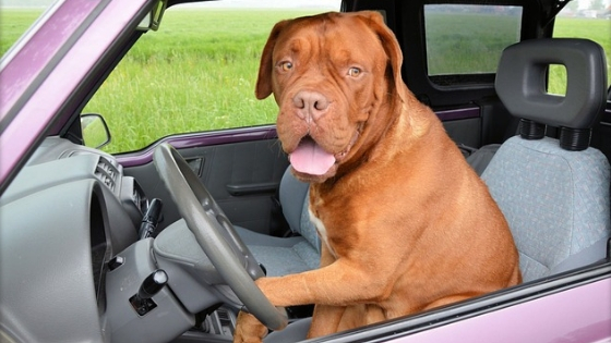 How to have an awesome road trip with the dog