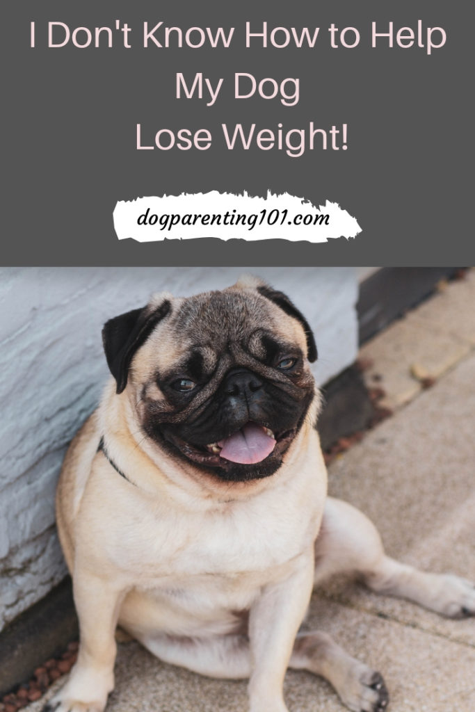 I don't know how to help my dog lose weight