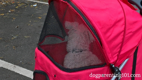 doggy stroller with the canopy extended and zipped