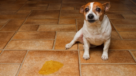 How to stop a dog marking in the house
