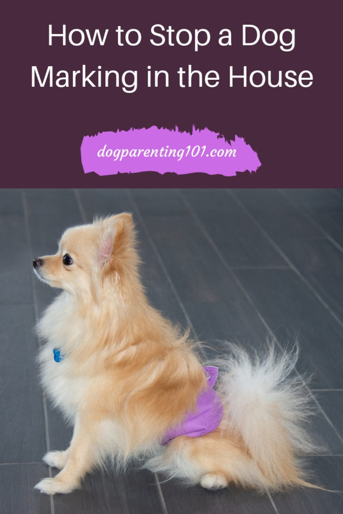 How to Stop a Dog Marking in the House