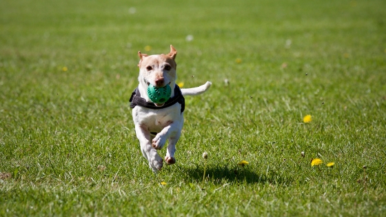 dogs need exercise to prevent boredom and reduce urine marking in the house